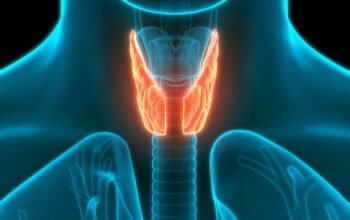 3D Illustration Concept of Human Glands Lobes of Thyroid Gland Anatomy
